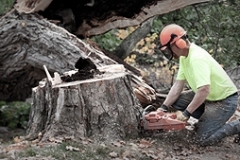 treeservice-02-1