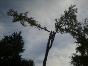 Emergency Tree Services
